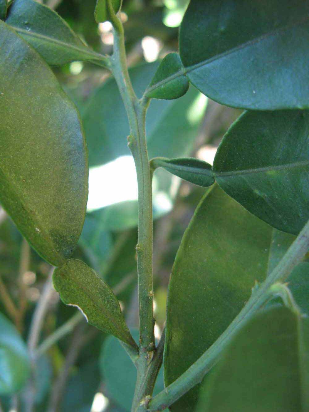            First year twig (Winter Haven, FL)   